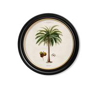 Exceptional Art c.1843 Studies of South American Palm Trees in Round Frames - 70 x 70cm - Black - Macaw Palm