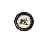 Exceptional Art c.1846 Elephants in Round Frame - 44 x 44cm - Black - Right Facing Elephant