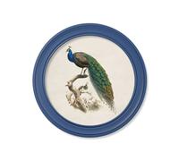 Exceptional Art c.1847 Peacocks in Round Frames Light - Blue - 44 x 44 cm - Blue - Left Facing Peacock