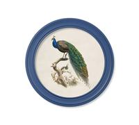 Exceptional Art c.1847 Peacocks in Round Frames Light - Blue - 44 x 44 cm - Blue - Right Facing Peacock