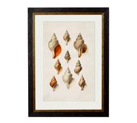 Exceptional Art c.1848 Studies of Shells - 50 x 70cm - Oxford Slim - Conch Shells