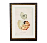 Exceptional Art c.1848 Studies of Shells - 50 x 70cm - Oxford Slim - Nautilus Shells