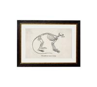 Exceptional Art c.1870 Anatomical Skeletons - 38 x 50cm - Black - Primate Skeleton