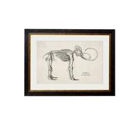 Exceptional Art c.1870 Anatomical Skeletons - 50 x 70cm - Black - Mammoth Skeleton