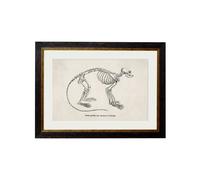 Exceptional Art c.1870 Anatomical Skeletons - 50 x 70cm - Black - Primate Skeleton
