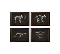Exceptional Art c.1870 Anatomical Skeletons - Dark - 38 x 50cm - Black - Collection of 4