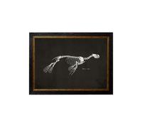 Exceptional Art c.1870 Anatomical Skeletons - Dark - 38 x 50cm - Black - Seal Skeleton