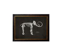 Exceptional Art c.1870 Anatomical Skeletons - Dark - 50 x 70cm - Black - Mammoth Skeleton