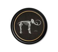 Exceptional Art c.1870 Anatomical Skeletons - Dark - Round Frames - 70 x 70cm - Black - Mammoth Skeleton