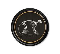 Exceptional Art c.1870 Anatomical Skeletons - Dark - Round Frames - 70 x 70cm - Black - Primate Skeleton