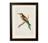 Exceptional Art c.1870 Kingfisher & Bee Eater - 38 x 50cm - Black - Bee Eater