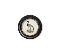 Exceptional Art c.1870 Wading Birds in Round Frames - 44 x 44cm - Black - Numidian Crane