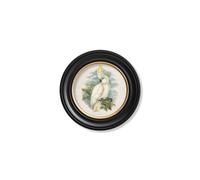 Exceptional Art c.1875 Cockatoos - Round Frames - 44 x 44 cm - Black - Left Facing Cockatoo