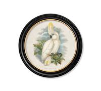 Exceptional Art c.1875 Cockatoos - Round Frames - 70 x 70cm - Black - Left Facing Cockatoo