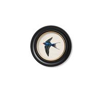 Exceptional Art c.1875 Swallows in Round Frames - 44 x 44cm - Black - Left Facing Swallow