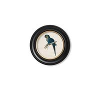 Exceptional Art C.1884 Collection of Macaws in Round Frames - 44 x 44cm - Black - Hyacinthe Macaw
