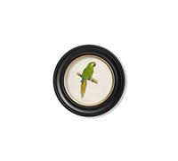 Exceptional Art C.1884 Collection of Macaws in Round Frames - 44 x 44cm - Black - Military Macaw