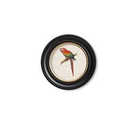 Exceptional Art C.1884 Collection of Macaws in Round Frames - 44 x 44cm - Black - Red and Blue Macaw