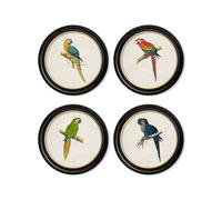 Exceptional Art C.1884 Collection of Macaws in Round Frames - 70 x 70cm - Black - Collection of 4