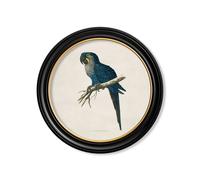 Exceptional Art C.1884 Collection of Macaws in Round Frames - 70 x 70cm - Black - Hyacinthe Macaw