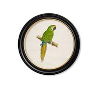 Exceptional Art C.1884 Collection of Macaws in Round Frames - 70 x 70cm - Black - Military Macaw