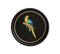 Exceptional Art C.1884 Collection of Macaws in Round Frames - Black - 70 x 70cm - Black - Blue and Yellow macaw