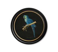 Exceptional Art C.1884 Collection of Macaws in Round Frames - Black - 70 x 70cm - Black - Hyacinthe Macaw