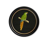 Exceptional Art C.1884 Collection of Macaws in Round Frames - Black - 70 x 70cm - Black - Military Macaw