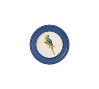 Exceptional Art C.1884 Collection of Macaws in Round Frames Blue - 44 x 44cm - Blue - Blue and Yellow macaw
