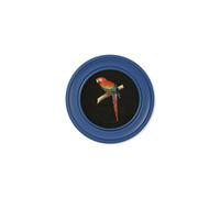 Exceptional Art C.1884 Collection of Macaws in Round Frames Blue - 44 x 44cm - Blue - Red and Blue Macaw