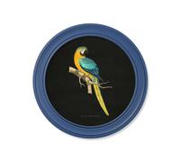 Exceptional Art C.1884 Collection of Macaws in Round Frames Blue - 70 x 70cm - Blue - Blue and Yellow macaw
