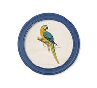 Exceptional Art C.1884 Collection of Macaws in Round Frames Blue - 70 x 70cm - Blue - Blue and Yellow macaw
