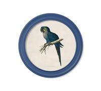 Exceptional Art C.1884 Collection of Macaws in Round Frames Blue - 70 x 70cm - Blue - Hyacinthe Macaw
