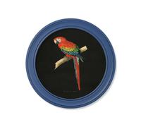 Exceptional Art C.1884 Collection of Macaws in Round Frames Blue - 70 x 70cm - Blue - Red and Blue Macaw