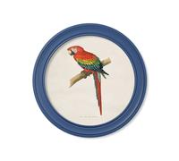 Exceptional Art C.1884 Collection of Macaws in Round Frames Blue - 70 x 70cm - Blue - Red and Blue Macaw