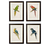 Exceptional Art c.1884 Macaws - 50 x 70cm - Black - Collection of 4