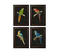 Exceptional Art c.1884 Macaws - Dark Background - 50 x 70cm - Black - Collection of 4