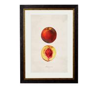 Exceptional Art c.1886 Studies of Fruit - 38 x 50cm - Black - Peach