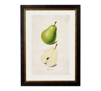 Exceptional Art c.1886 Studies of Fruit - 38 x 50cm - Black - Pear