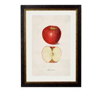 Exceptional Art c.1886 Studies of Fruit - 50 x 70cm - Black - Apple