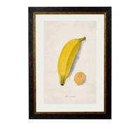 Exceptional Art c.1886 Studies of Fruit - 50 x 70cm - Black - Banana