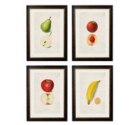 Exceptional Art c.1886 Studies of Fruit - 50 x 70cm - Black - Collection of 4