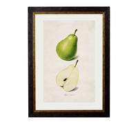 Exceptional Art c.1886 Studies of Fruit - 50 x 70cm - Black - Pear