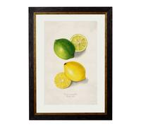 Exceptional Art c.1886 Study of Citrus Fruit - 50 x 70cm - Black - Lemon & Lime
