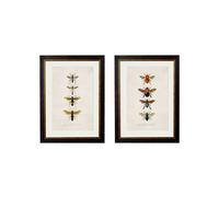 Exceptional Art c.1892 Bees and Wasps - 38 x 50cm - Black - Set of 2