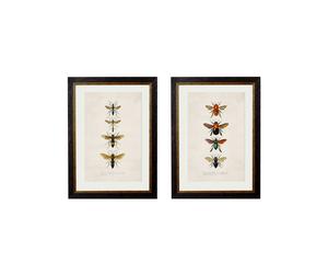 Exceptional Art c.1892 Bees and Wasps - 38 x 50cm - Black - Set of 2