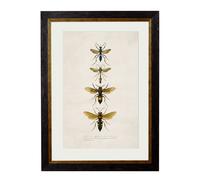Exceptional Art c.1892 Bees and Wasps - 38 x 50cm - Black - Wasps