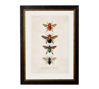 Exceptional Art c.1892 Bees and Wasps - 50 x 70cm - Black - Bees