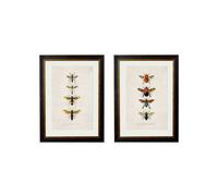 Exceptional Art c.1892 Bees and Wasps - 50 x 70cm - Black - Set of 2