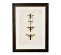 Exceptional Art c.1892 Bees and Wasps - 50 x 70cm - Black - Wasps